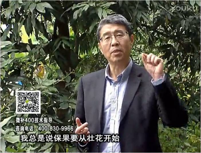 珠江臺搖錢樹：荔枝來花少更要做好壯花，提高坐果，葉噴微補花力+硼力，補鋅