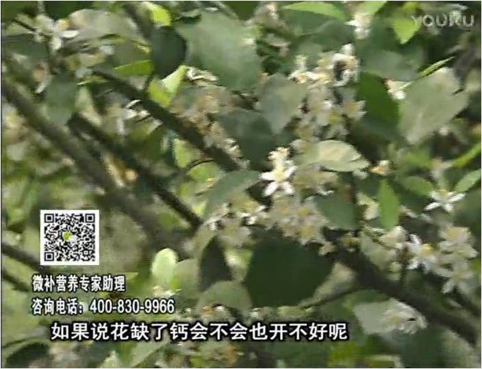 珠江臺(tái)搖錢樹：柑橘淋微補(bǔ)根力鈣+精力，促根壯春梢，花壯利坐果