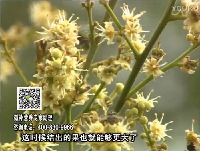 珠江臺搖錢樹：龍眼淋沖微補根力鈣+沖力鎂，促根保樹
