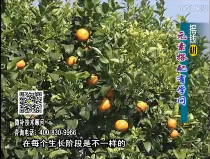 20170306珠江臺(tái)搖錢樹：柑橘淋沖微補(bǔ)方案，針對(duì)不同需求正確補(bǔ)充元素，平衡營養(yǎng)健壯長
