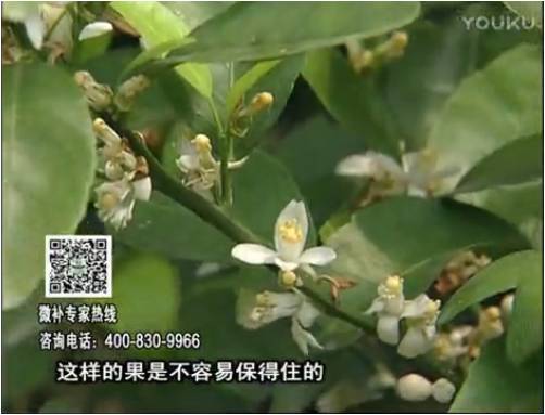 20170313珠江臺(tái)搖錢樹：柑橘淋沖微補(bǔ)根力鈣+精力，噴微補(bǔ)花力+硼力，來花健壯，預(yù)防減少弱花畸形花