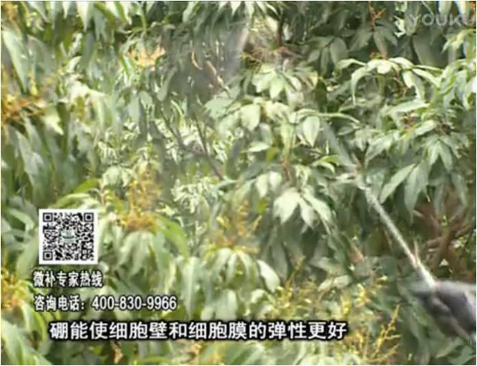20170313珠江臺搖錢樹：荔枝噴微補果力+硼力，保果好