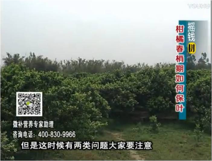 20170327珠江臺(tái)搖錢樹：柑橘預(yù)防春梢不轉(zhuǎn)綠，撒微補(bǔ)倍力、淋沖力鎂