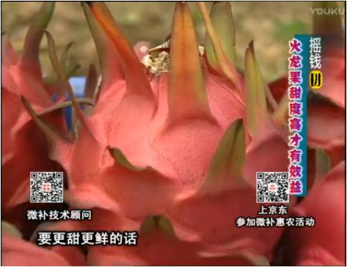 20170417珠江臺搖錢樹：火龍果用微補方案，開花坐果好，提高品質(zhì)