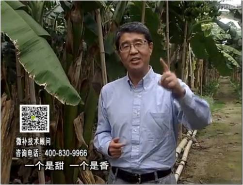20170327珠江臺搖錢樹：香蕉噴施微補果力+碧力+壯力、撒微補倍力，提高品質(zhì)、同時減肥提產(chǎn)