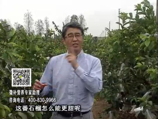 20170327珠江臺搖錢樹：番石榴噴施微補果力+壯力，補充磷鉀鈣鎂等，促進果甜品質(zhì)高