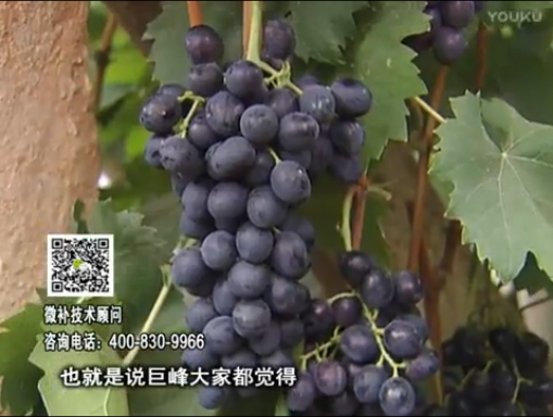 20170501珠江臺搖錢樹：葡萄用微補(bǔ)方案，品質(zhì)高，賣價好