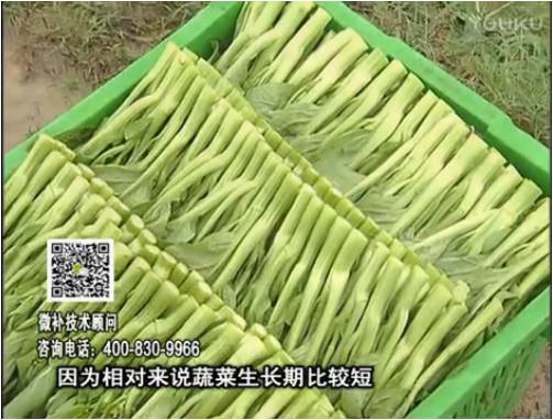 20170306珠江臺搖錢樹：蔬菜澆施微補(bǔ)根力鈣+精力，提高蔬菜長勢，減少病害，提高收益