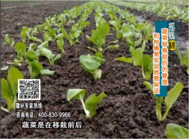 20170814珠江臺搖錢樹：蔬菜澆施微補(bǔ)，調(diào)酸促根，健壯長勢