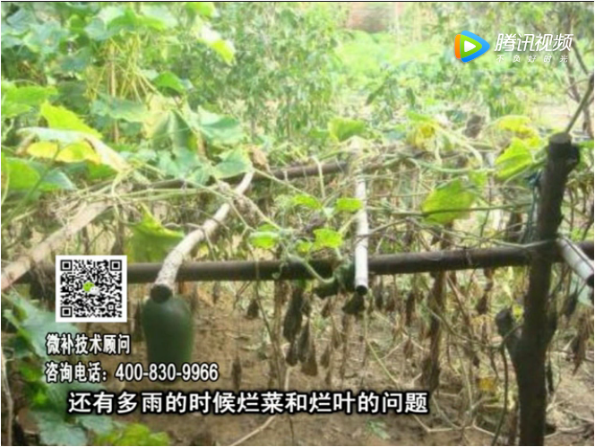 20170911珠江臺搖錢樹：蔥干尖蔬菜爛葉早衰？