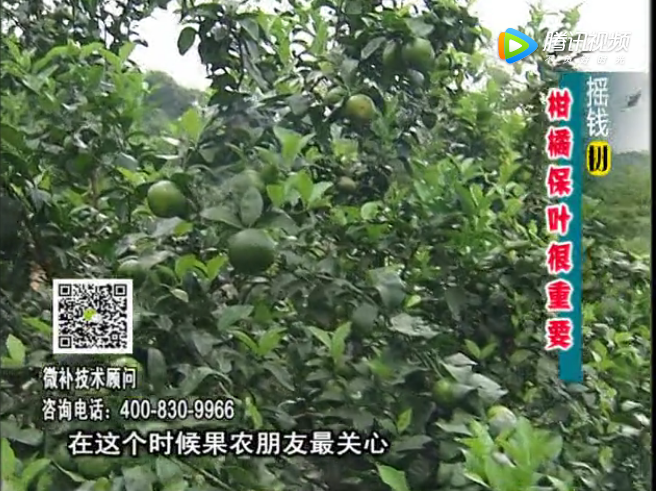 20171009珠江臺(tái)搖錢樹(shù)：柑橘黃葉花葉多怎么辦?