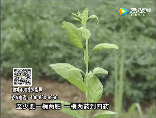 20171023珠江臺(tái)搖錢樹(shù)：柑橘小樹(shù)如何管理長(zhǎng)勢(shì)快