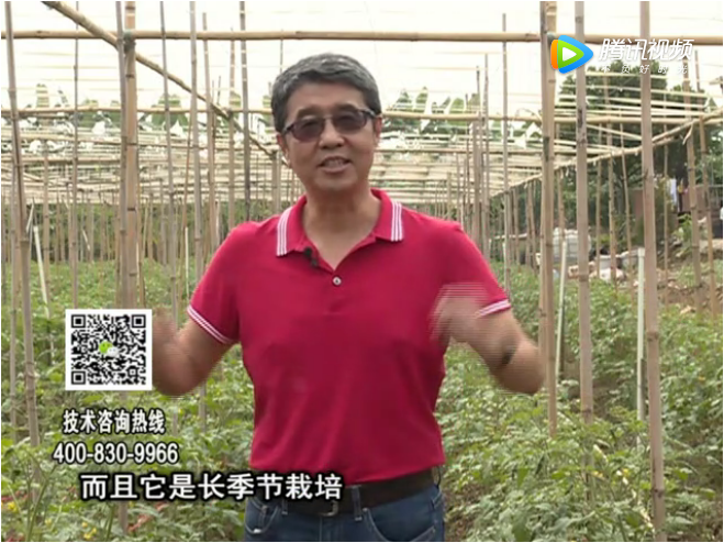 20171120珠江臺搖錢樹：番茄如何增產(chǎn)增收？
