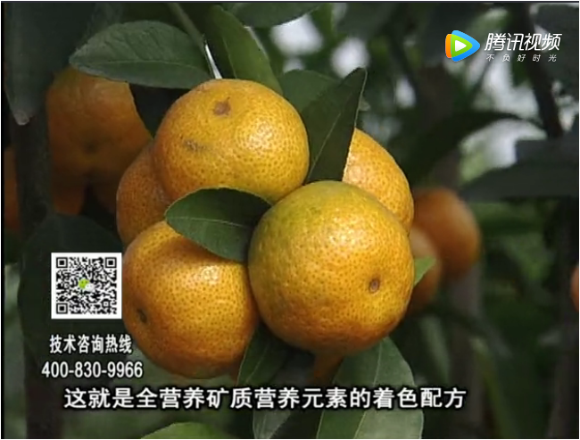 20171120珠江臺(tái)搖錢樹(shù)：柑橘如何提高品質(zhì)賣價(jià)