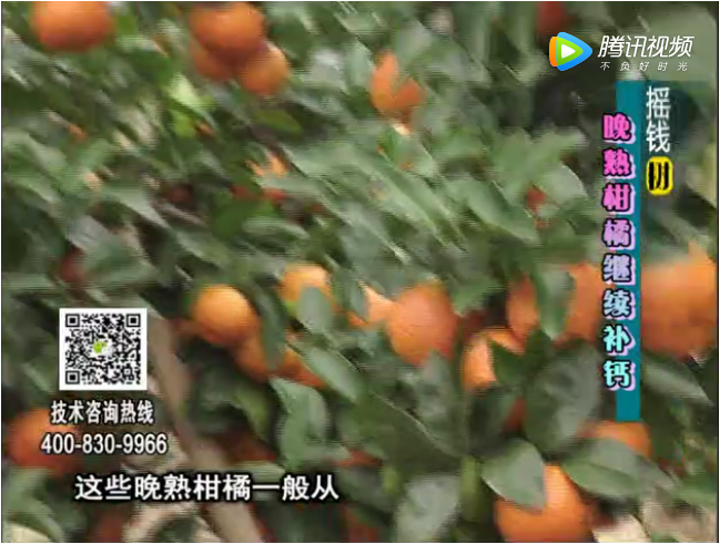 珠江臺(tái)搖錢樹(shù)：晚熟柑橘如何抗凍提高耐儲(chǔ)運(yùn)