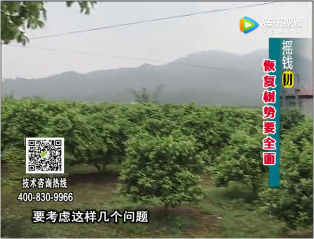 20171211珠江臺(tái)搖錢樹(shù)：柑橘恢復(fù)樹(shù)勢(shì)大寒管理