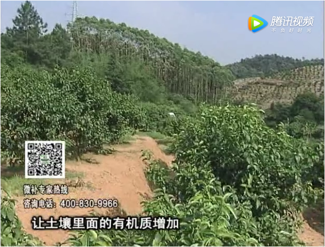 20171106珠江臺(tái)搖錢樹(shù)：柑橘樹(shù)壯早掛果