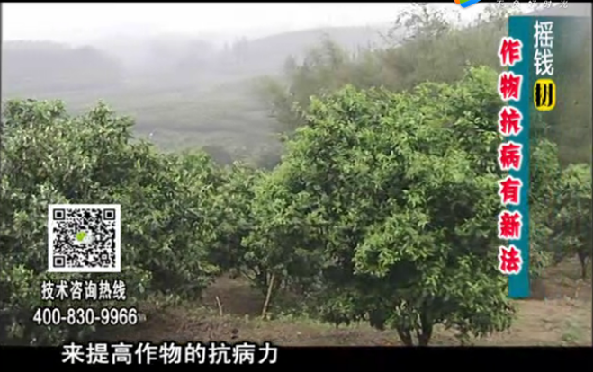 20171225珠江臺(tái)搖錢樹(shù)：作物如何預(yù)防減少病害發(fā)生
